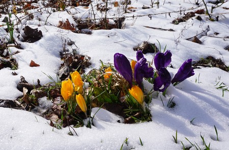 Crocus growing in the snow in garden in Germanyの写真素材