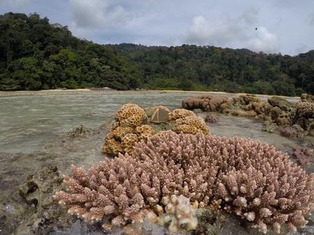 Corals under water in a bay in Malaysiaの写真素材