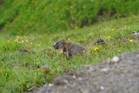 Marmot sitting on a green grass field in the mountains watching outの写真素材