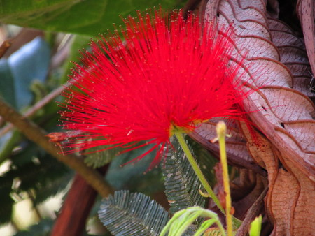 The red flowerの写真素材