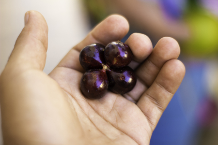 Brazilian fruitの写真素材