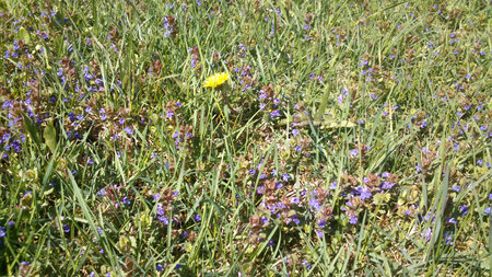 Lawn with blue flowers and one yellow dandelionの写真素材