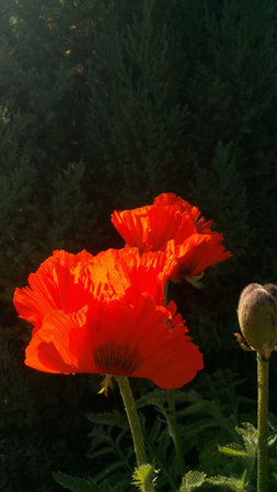 Beautiful orange poppies with light green juniper in the backgroundの写真素材