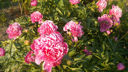 Pink peony in the middle of summerの写真素材