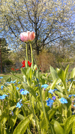 Pink tulips surrounded by blue small flowers and with white cherry blossoms in the backgroundの写真素材