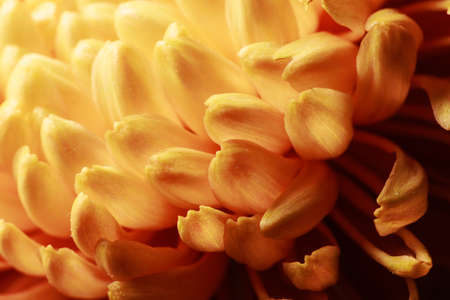 Beautiful yellow chrysanthemum flower petals and bud. Closeup macro photo.の写真素材