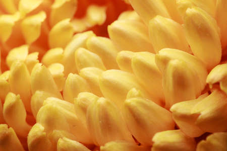 Beautiful yellow chrysanthemum flower petals and bud. Closeup macro photo.の写真素材