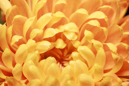 Beautiful yellow chrysanthemum flower petals and bud. Closeup macro photo.の写真素材