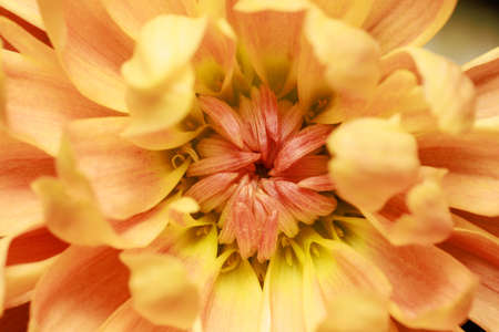 Beautiful yellow chrysanthemum flower petals and bud. Closeup macro photo.の写真素材