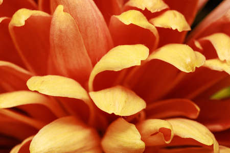 Beautiful yellow chrysanthemum flower petals and bud. Closeup macro photo.の写真素材