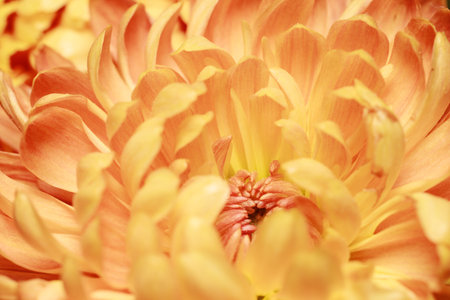 Beautiful yellow chrysanthemum flower petals and bud. Closeup macro photo.の写真素材