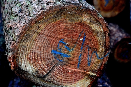 Threatened tree with blue description, detail, cut, front view, photoの写真素材