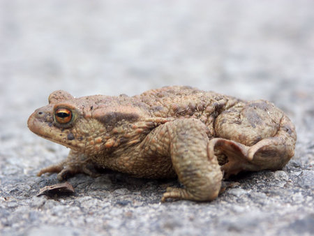 Little brown frog