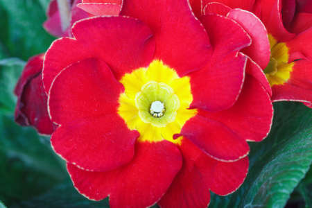 Red primrose on white backgroundの写真素材