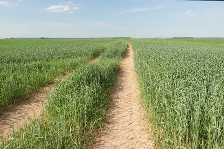 Track in wheat.の写真素材
