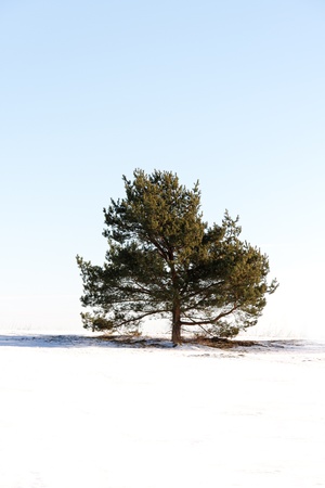 Pine.の写真素材