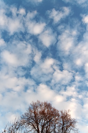 Tree and clouds.の写真素材
