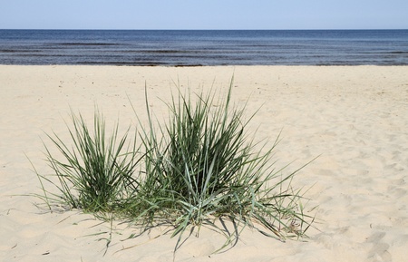 	Grass in sand.の写真素材