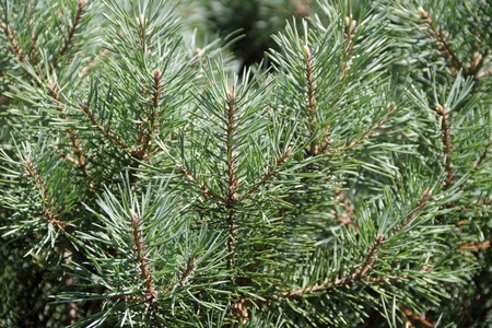 	Fir.の写真素材