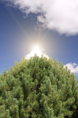 	Fir tree and sun.の写真素材