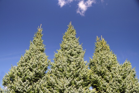 	Three firs.の写真素材