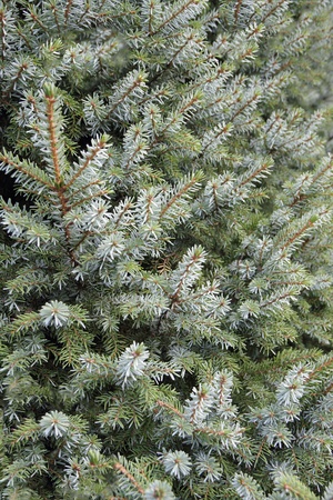 Fir background.の写真素材