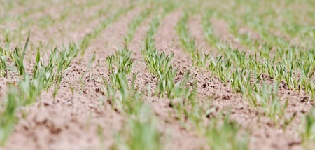 	Germination.の写真素材