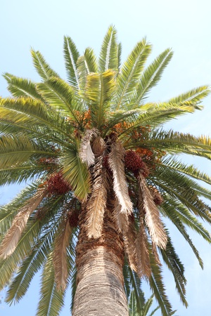 	Palm tree.の写真素材