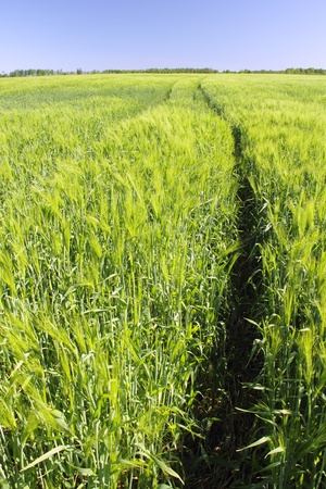 	Track in barley.の写真素材