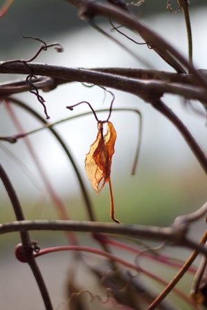 	Yellow leaf.の写真素材