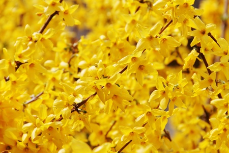 	Forsythia.の写真素材
