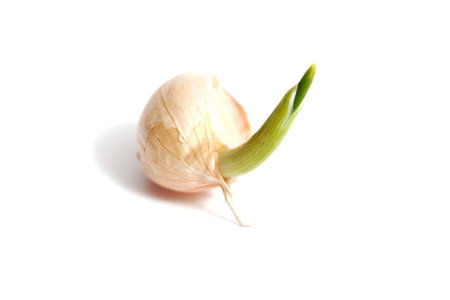 	Growing garlic.