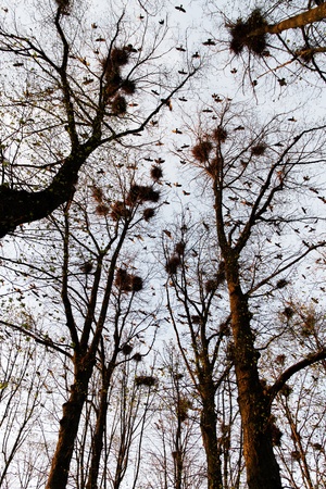 	Crow`s colony.の写真素材