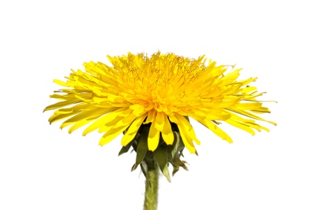 	Dandelion.の写真素材