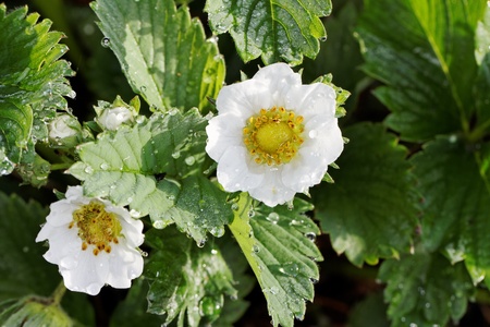 	Blossoming strawberries.の写真素材