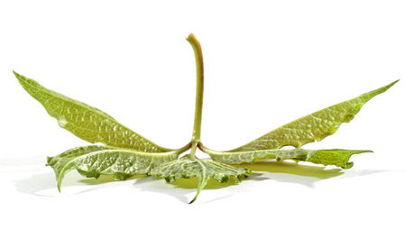 Leaf.