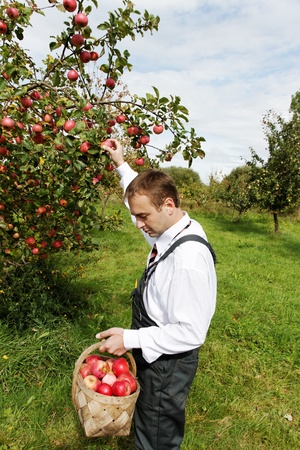 Man and apple tree.の写真素材