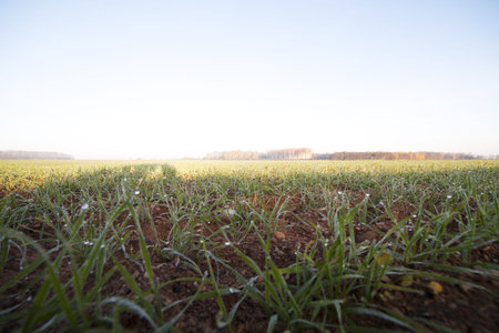 Young wheat.
