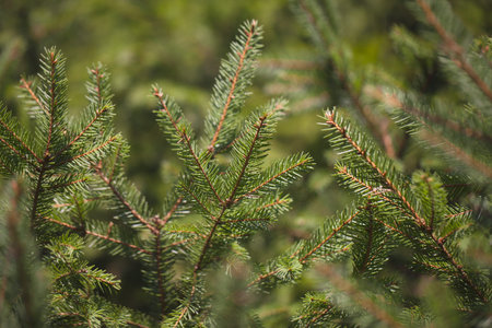 Fir branches.