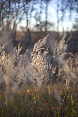 Dry grass.の写真素材