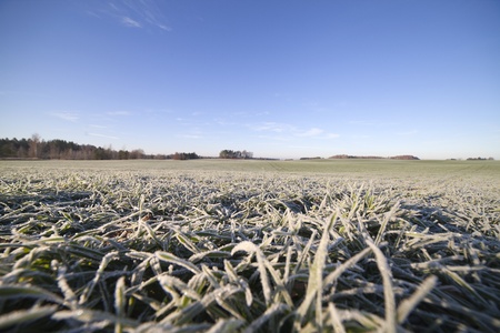 Frost in young wheat.の写真素材