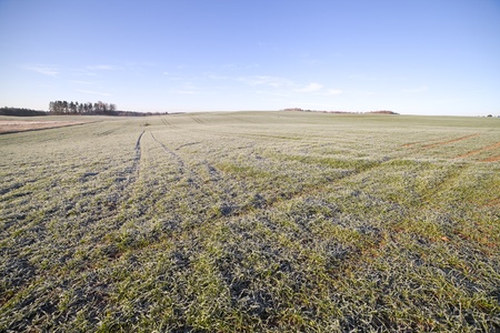 Frost in young wheat.の写真素材