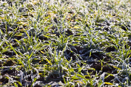 Frost in young wheat.の写真素材
