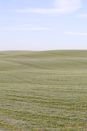 Green field.の写真素材