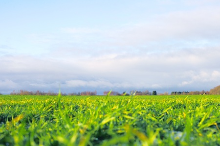 Wheat field.の写真素材