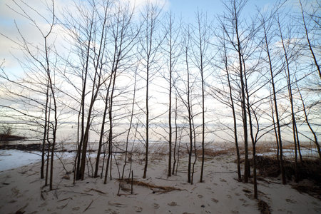 Young trees at sea.の写真素材