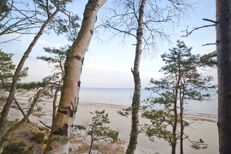 Birches at gulf of Riga, Baltic sea.の写真素材