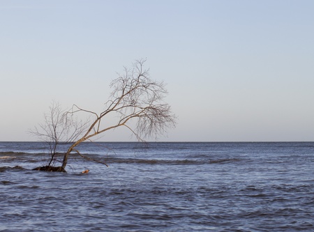 Tree in sea flood.の写真素材