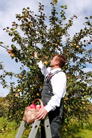 Young man harvesting apples.の写真素材