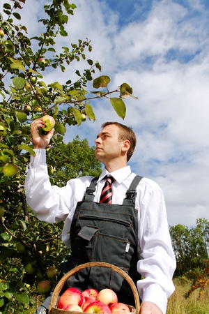 Young man harvesting apples.の写真素材